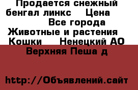 Продается снежный бенгал(линкс) › Цена ­ 25 000 - Все города Животные и растения » Кошки   . Ненецкий АО,Верхняя Пеша д.